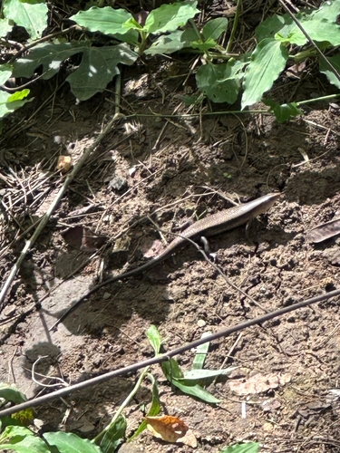 Common Sun Skink