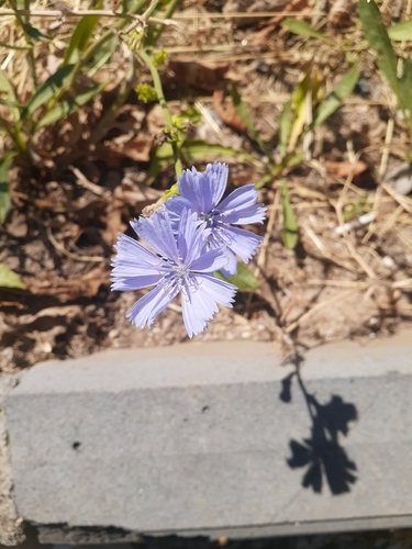 chicory