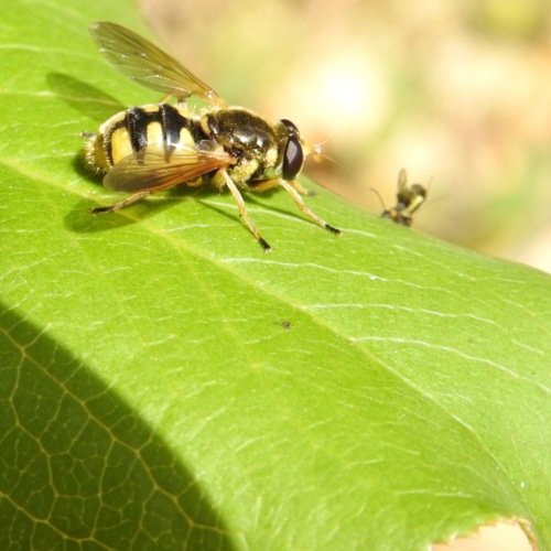 Yellow-legged Wood Fly photo 2