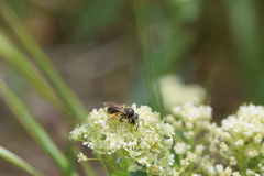 Anthophila