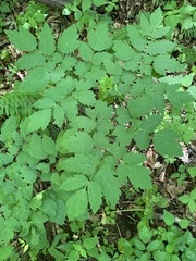 Actaea pachypoda