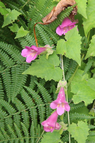 Lophospermum erubescens, photograph 1