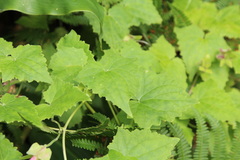 Lophospermum erubescens