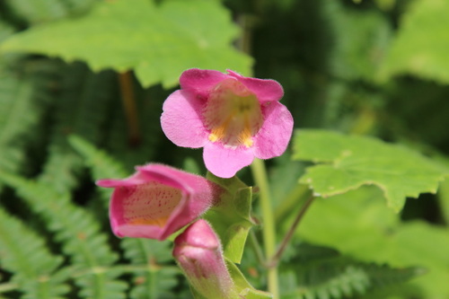 Lophospermum erubescens, photograph 2