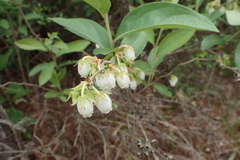 Lyonia mariana