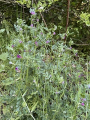 Vicia sativa