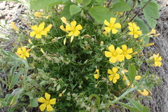 Oxalis texana