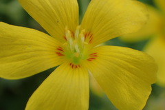 Oxalis texana