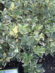 Citrus × aurantiifolia