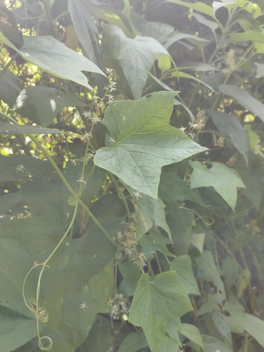 prickly cucumber