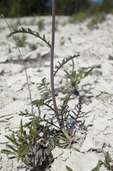 Brassica elongata pinnatifida