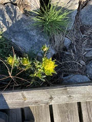 Euphorbia palustris