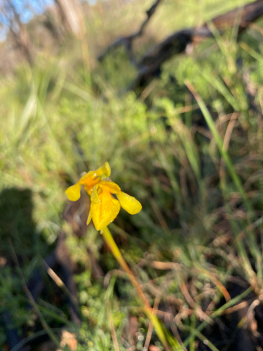 golden cowslips