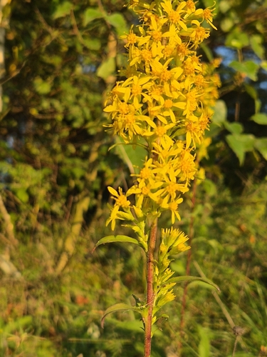 European goldenrod