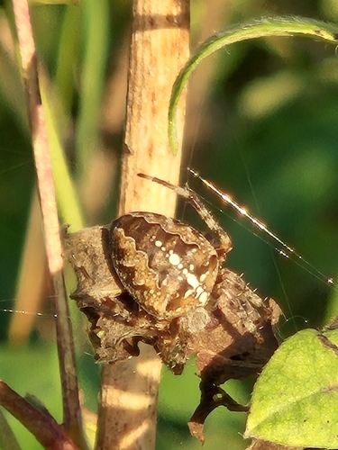 Cross Orbweaver