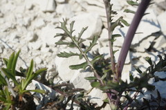 Brassica elongata pinnatifida