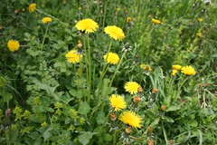 Taraxacum officinale