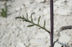 Brassica elongata pinnatifida
