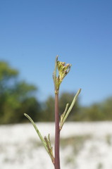 Brassica elongata pinnatifida