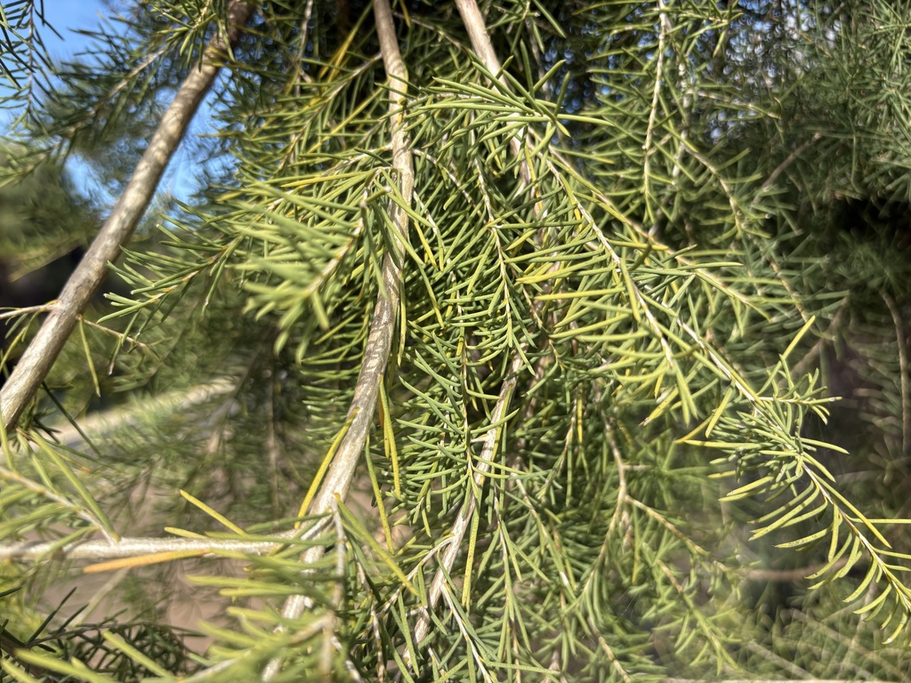 Melaleuca rhaphiophylla; photograph (c) Ann Bentley, some rights reserved (CC BY)