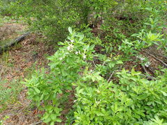 Rhododendron oblongifolium