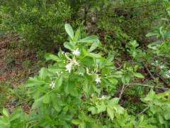 Rhododendron oblongifolium
