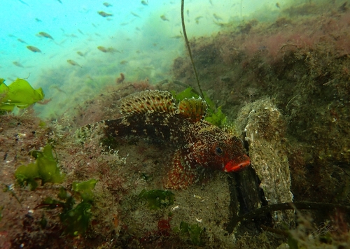 Red-mouthed Goby, GP22+V8, Loughine, Co. Cork, Ireland, photo 6 of 10