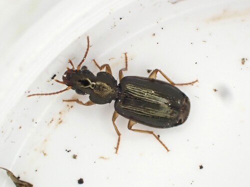 Anomotarus observed 2026-08-25