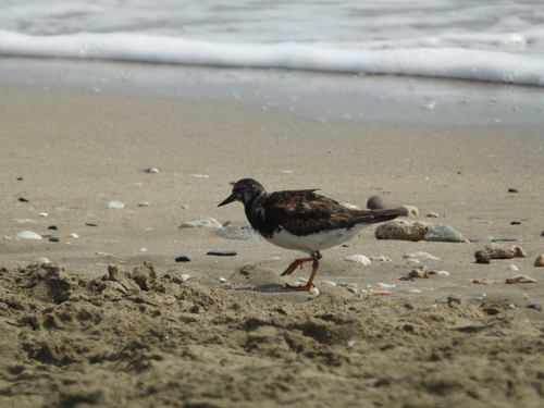 Ruddy Turnstone