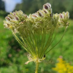 Silphiodaucus hispidus