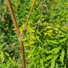 (c) Sergey Basalaev, some rights reserved (CC BY) Silphiodaucus hispidus, photograph (c) Sergey Basalaev, some rights reserved (CC BY)