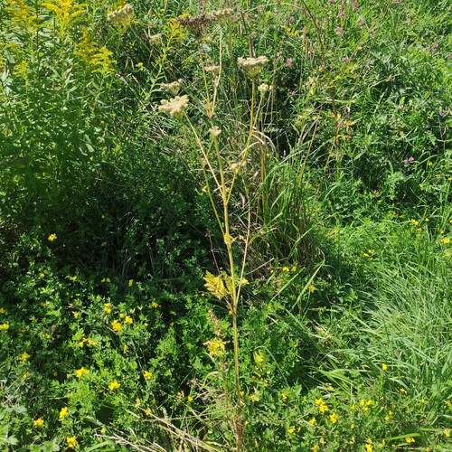 Silphiodaucus hispidus, photograph 2