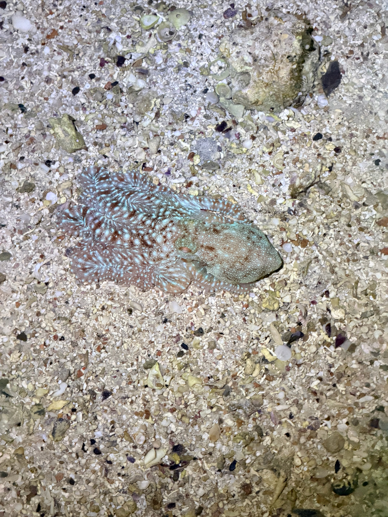 Pinnoctopus lechenaultii