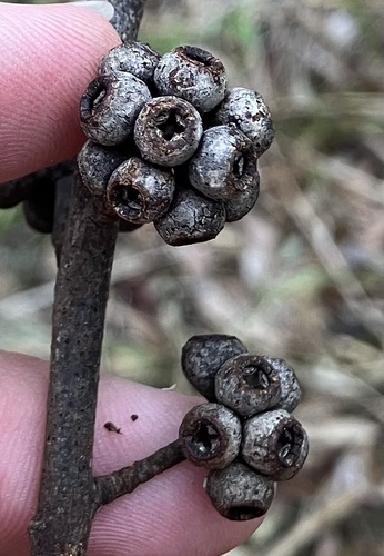 Eucalyptus globoidea, 2026-08-25