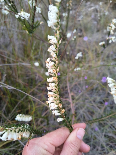 blunt-leaf heath