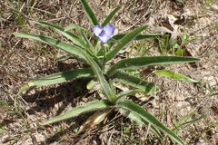 Tradescantia reverchonii