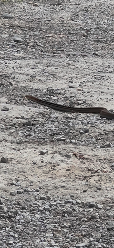 Copperhead Rat Snake