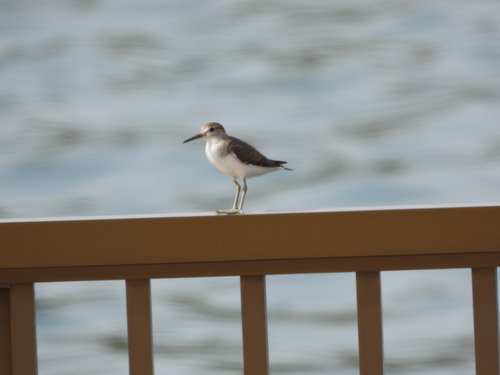 Common Sandpiper
