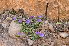 Campanula tubulosa