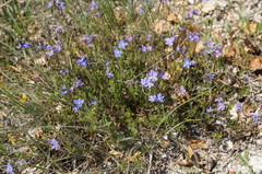 Veronica taurica
