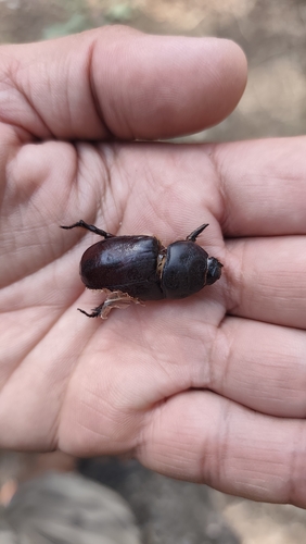 European Rhinoceros Beetle