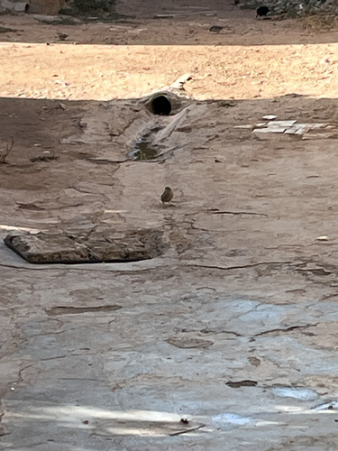 House Sparrow