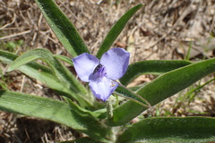 Tradescantia reverchonii