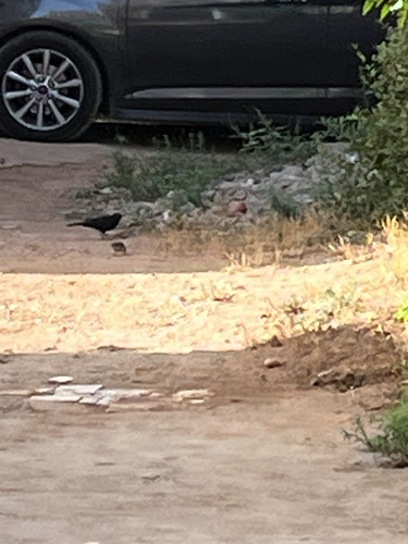 Eurasian Blackbird