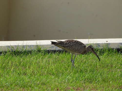 Eurasian Whimbrel