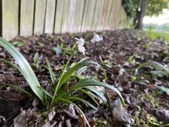 Hyacinthoides × massartiana