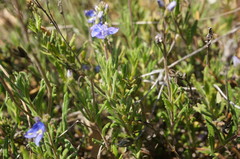 Veronica taurica
