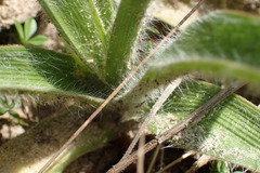 Tradescantia reverchonii