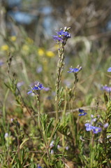 Veronica taurica