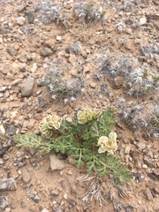 Cymopterus glomeratus